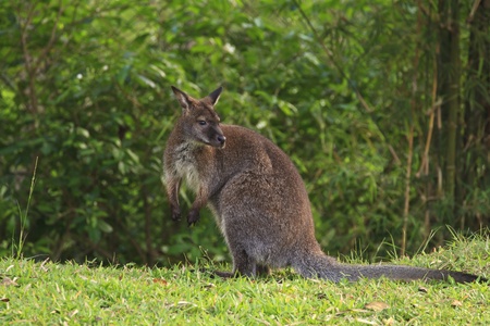 Kangarooの写真素材