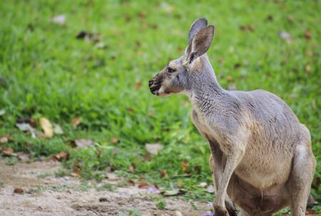 Kangaroo