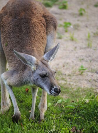 Kangarooの写真素材