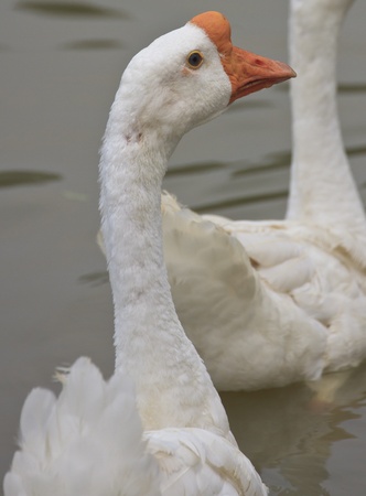 geese floating in the water  の写真素材
