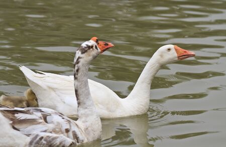 Family of geese floating in the water  