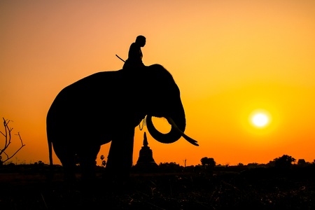 silhouette action of elephant in Ayutthaya Province, thailand 