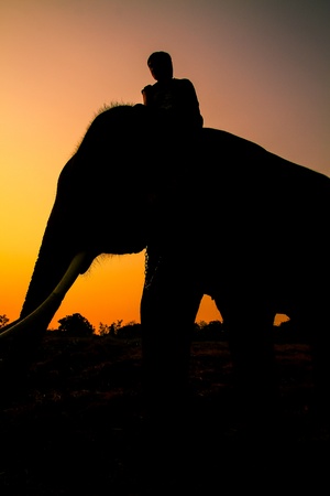 silhouette action of elephant in Ayutthaya Province, thailand の写真素材
