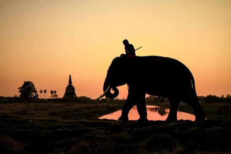 silhouette action of elephant in Ayutthaya Province, thailand  の写真素材