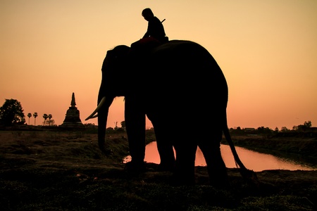 silhouette action of elephant in Ayutthaya Province, thailand  の写真素材