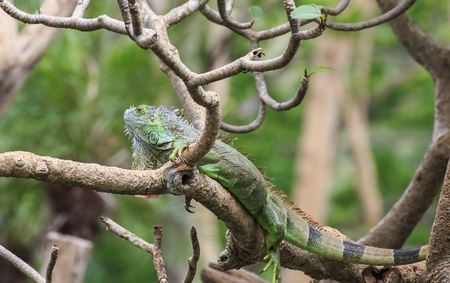 Big iguana の写真素材