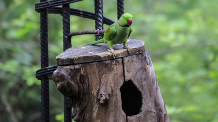 Beautiful green eclectus parrot birdの写真素材
