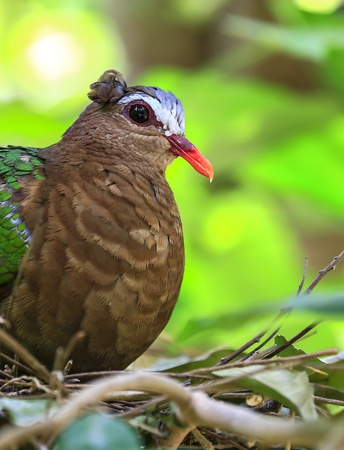 Emerald Dove Green-winged Pigeon  bird の写真素材