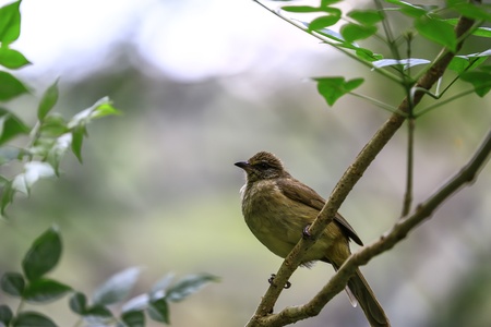Cute bird on  tree branchの写真素材