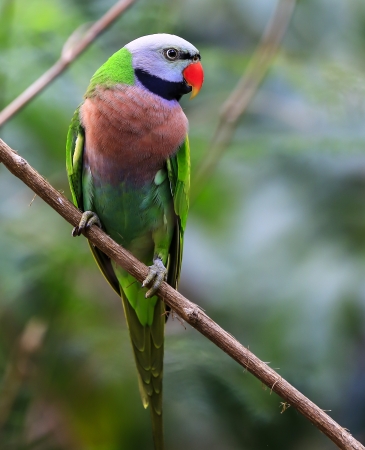 Red-breasted parakeet の写真素材