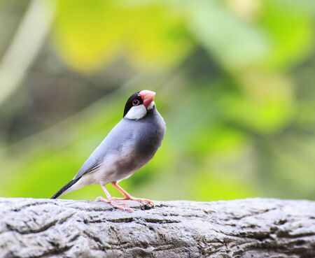 Java Sparrow  Lonchura oryzivora  bird の写真素材