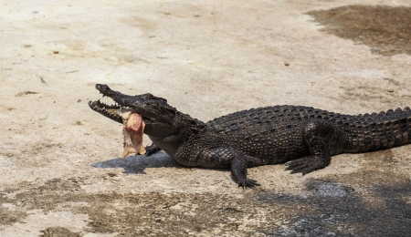 crocodile eat meat の写真素材