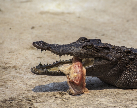 crocodile eat meat の写真素材