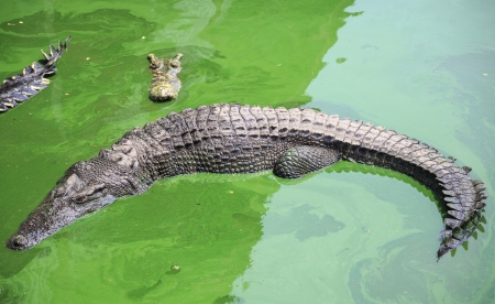 Dangerous crocodile の写真素材