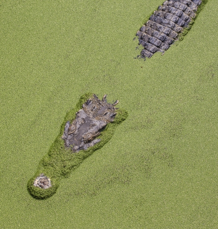 Dangerous crocodile の写真素材