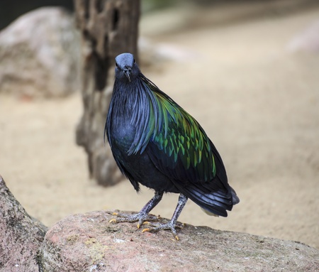 nicobar pigeon の写真素材