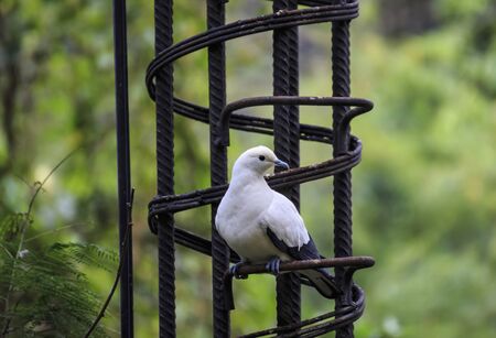 pied imperial pigeon bird の写真素材