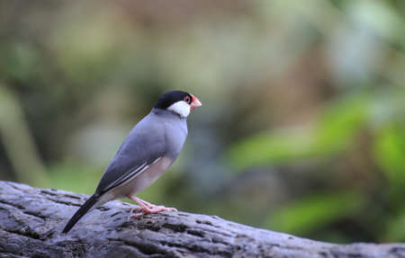 Java Sparrow  Lonchura oryzivora  bird の写真素材