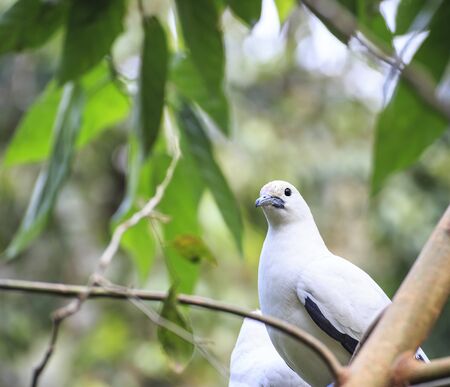 pied imperial pigeon bird の写真素材