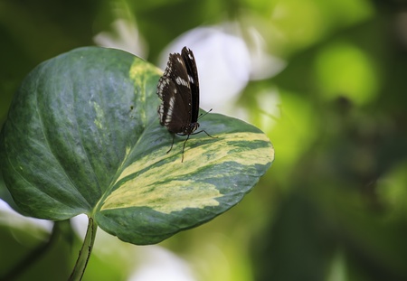Butterfly on Green Plantの写真素材