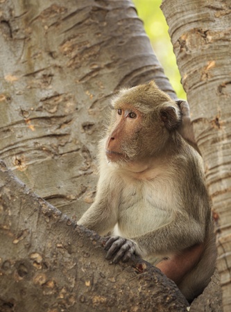 long-tailed macaque monkeyの写真素材