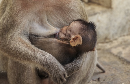 mother and Baby long-tailed macaque monkeyの写真素材