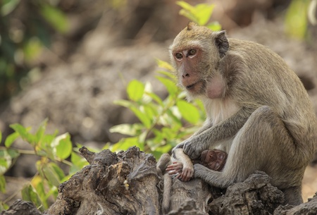long-tailed macaque monkeyの写真素材