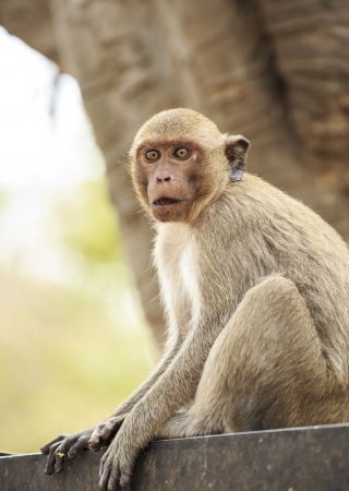 long-tailed macaque monkeyの写真素材
