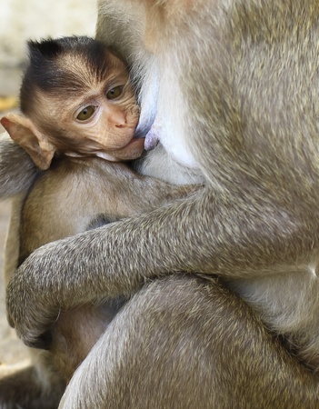 mother and Baby long-tailed macaque monkeyの写真素材