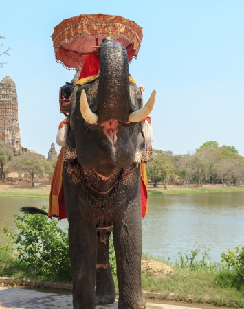 AYUTTHAYA, THAILAND - MARCH 7  Tourists on an elephant ride tour of the ancient city on March 7, 2013 in Ayutthaya  のeditorial素材