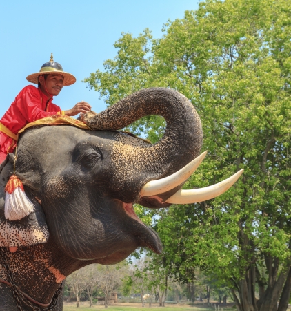 AYUTTHAYA, THAILAND - MARCH 7  Tourists on an elephant ride tour of the ancient city on March 7, 2013 in Ayutthaya のeditorial素材