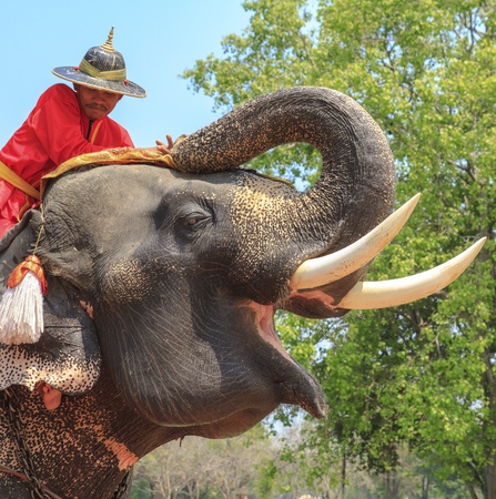 AYUTTHAYA, THAILAND - MARCH 7  Tourists on an elephant ride tour of the ancient city on March 7, 2013 in Ayutthaya のeditorial素材