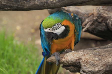  beautiful macaws