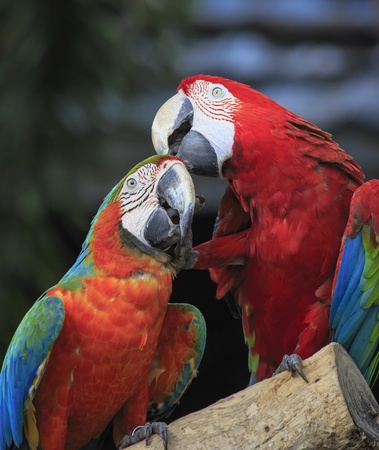 Couple of beautiful macawsの写真素材