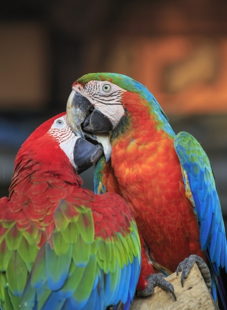 Couple of beautiful macawsのeditorial素材