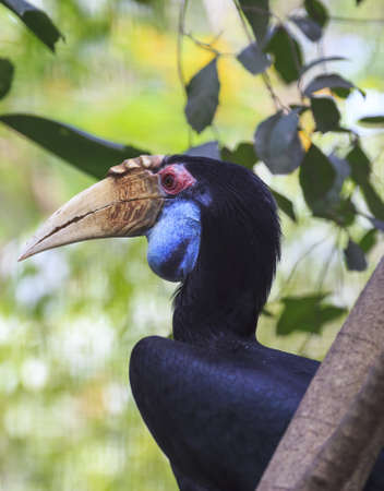 wreathed hornbill birdの写真素材