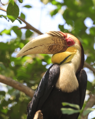 wreathed hornbill birdの写真素材