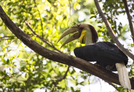 wreathed hornbill bird の写真素材