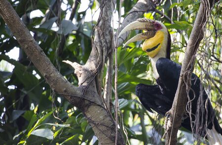 wreathed hornbill bird の写真素材