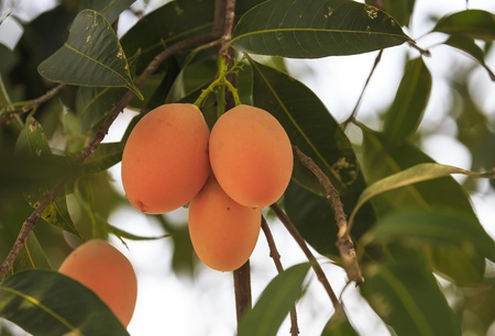 Maprang ,Marian Plum and Plum Mango thailandの写真素材