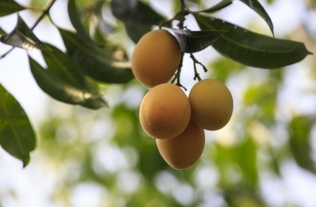 Maprang ,Marian Plum and Plum Mango thailand の写真素材