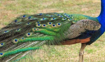 Peacock And His Feathers