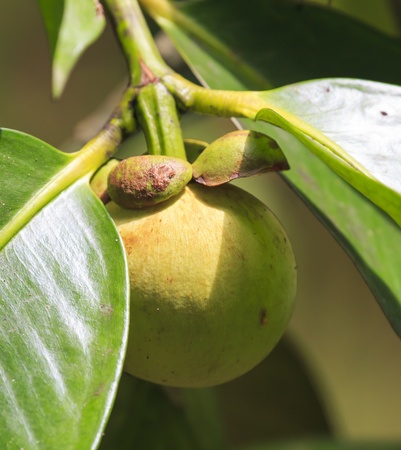 Green mangosteen fruit  with leaf, Thailandの写真素材