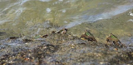 Crab crawling on rock with sea の写真素材