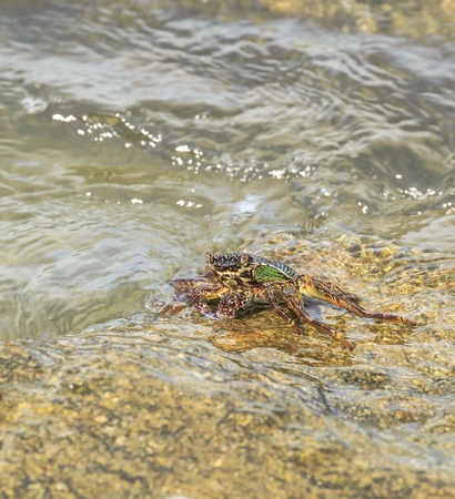 Crab crawling on rock with sea の写真素材