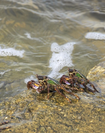 Crab crawling on rock with sea の写真素材