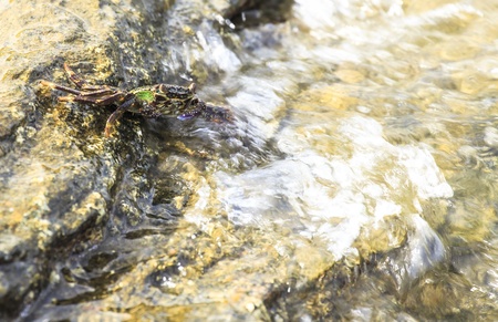 Crab crawling on rock with sea 