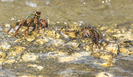 Crab crawling on rock with sea の写真素材