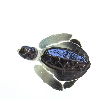 Little baby Sea turtles in nursery, Thailandの写真素材