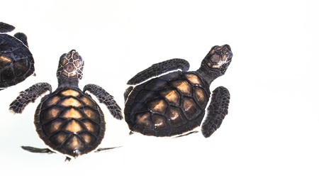 Little baby Sea turtles in nursery, Thailand の写真素材